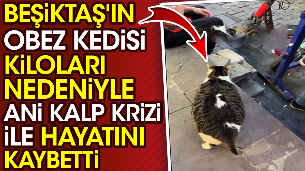Beşiktaş'ın obez kedisi kiloları nedeniyle ani kalp krizi ile hayatını kaybetti