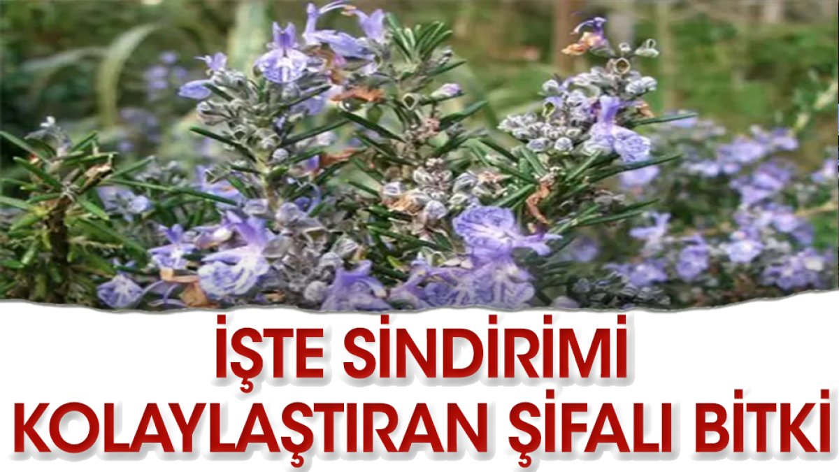 Sindirimi en kolaylaştıran mucize şifalı bitki