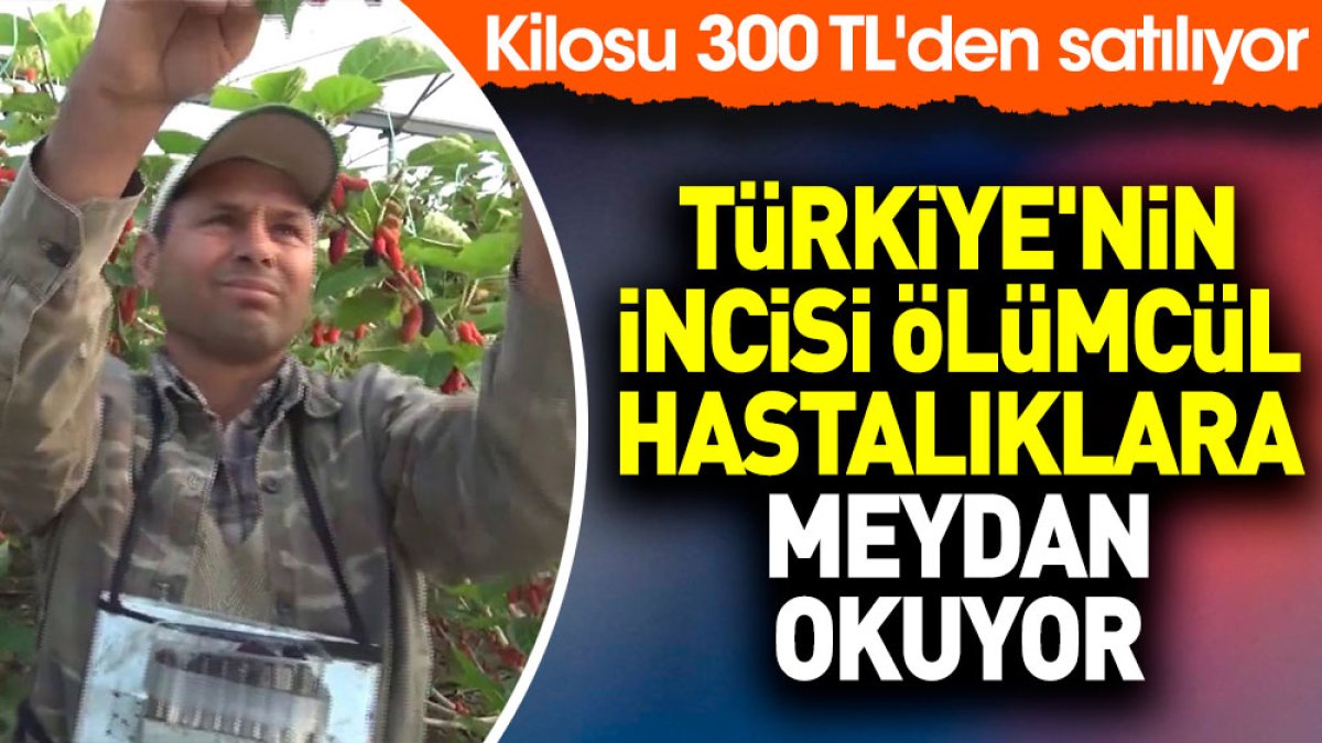 Türkiye'nin incisi ölümcül hastalıklara meydan okuyor. Kilosu 300 TL'den satılıyor