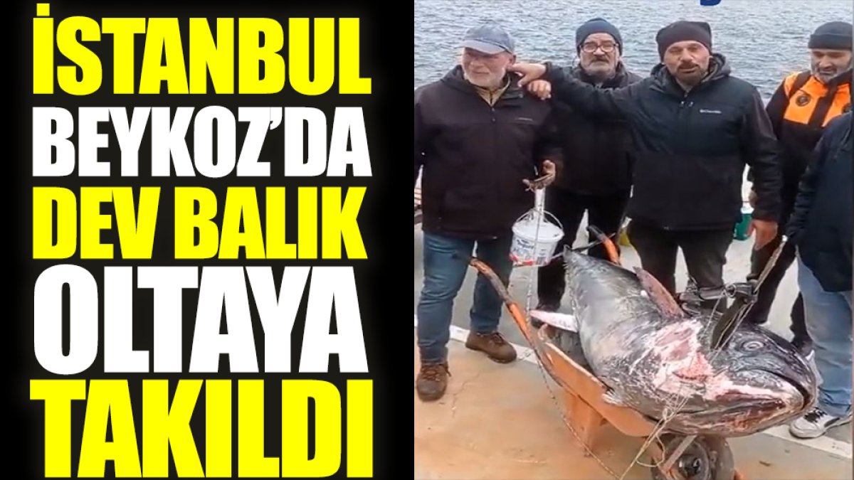 İstanbul Beykoz'da dev balık oltaya takıldı