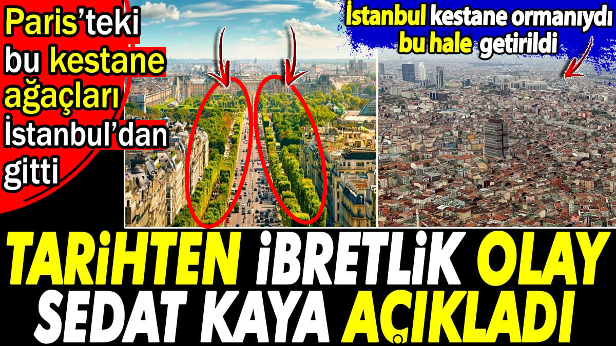 Tarihten ibretlik olay. Sedat Kaya açıkladı. Paris'teki kestane ağaçları İstanbul'dan gitti