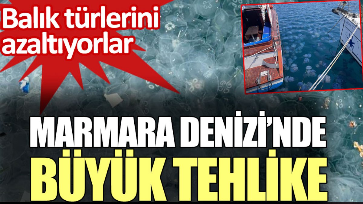 Marmara Denizi’nde büyük tehlike. Balık türlerini azaltıyorlar