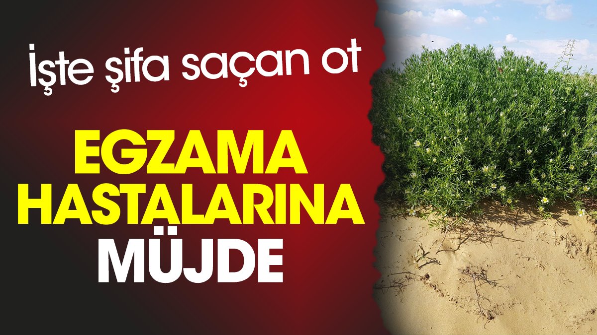 Egzama hastalarına müjde. İşte şifa saçan ot