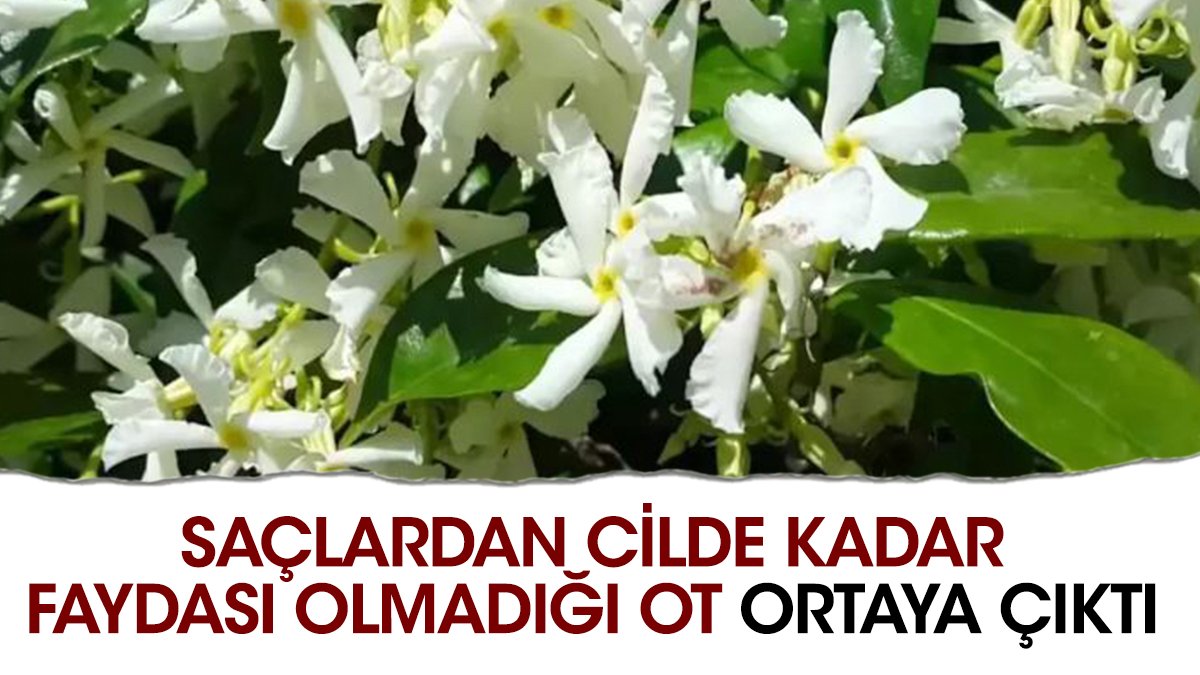 Saçlardan cilde kadar faydası oluyor. İşte o ot