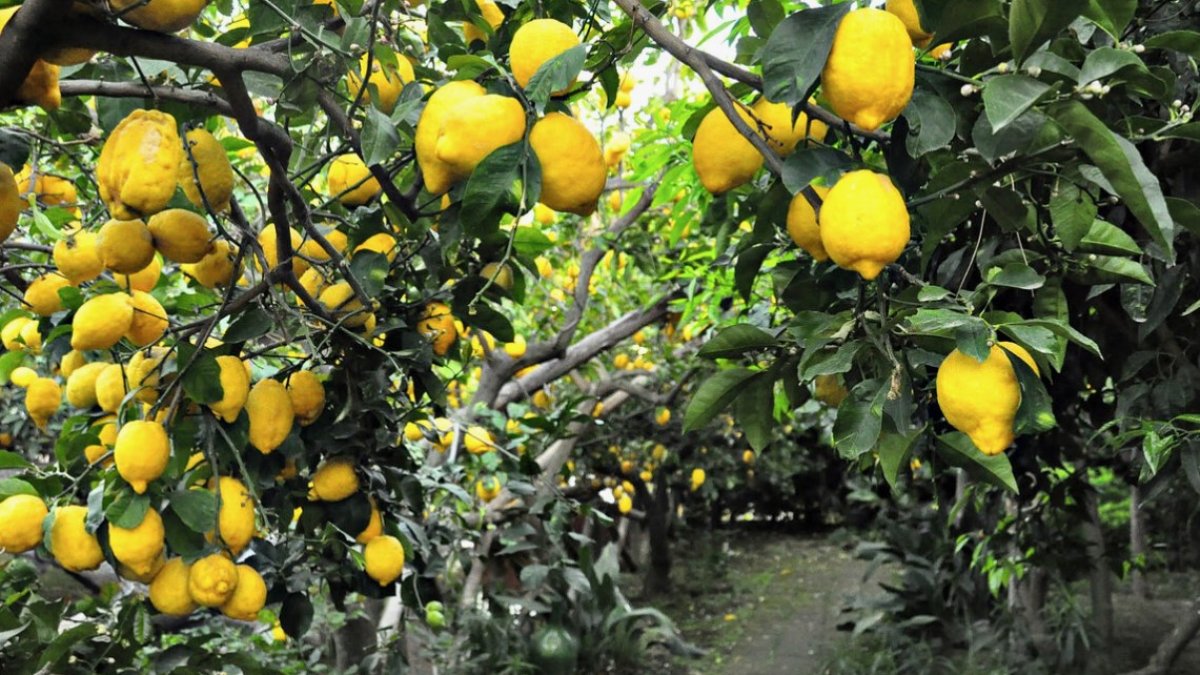 Üreticide 2,50 TL olan limon, 18,36 TL’ye kuruşa markette satılıyor