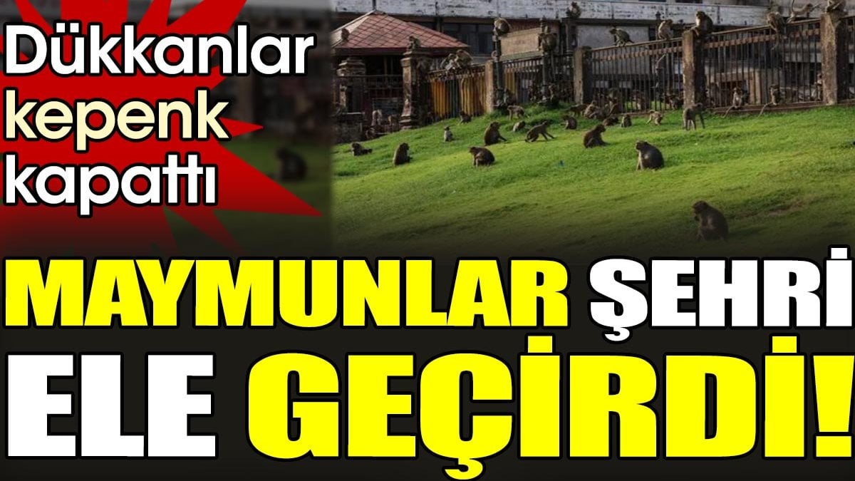 Maymunlar şehri ele geçirdi! Dükkanlar kepenk kapattı