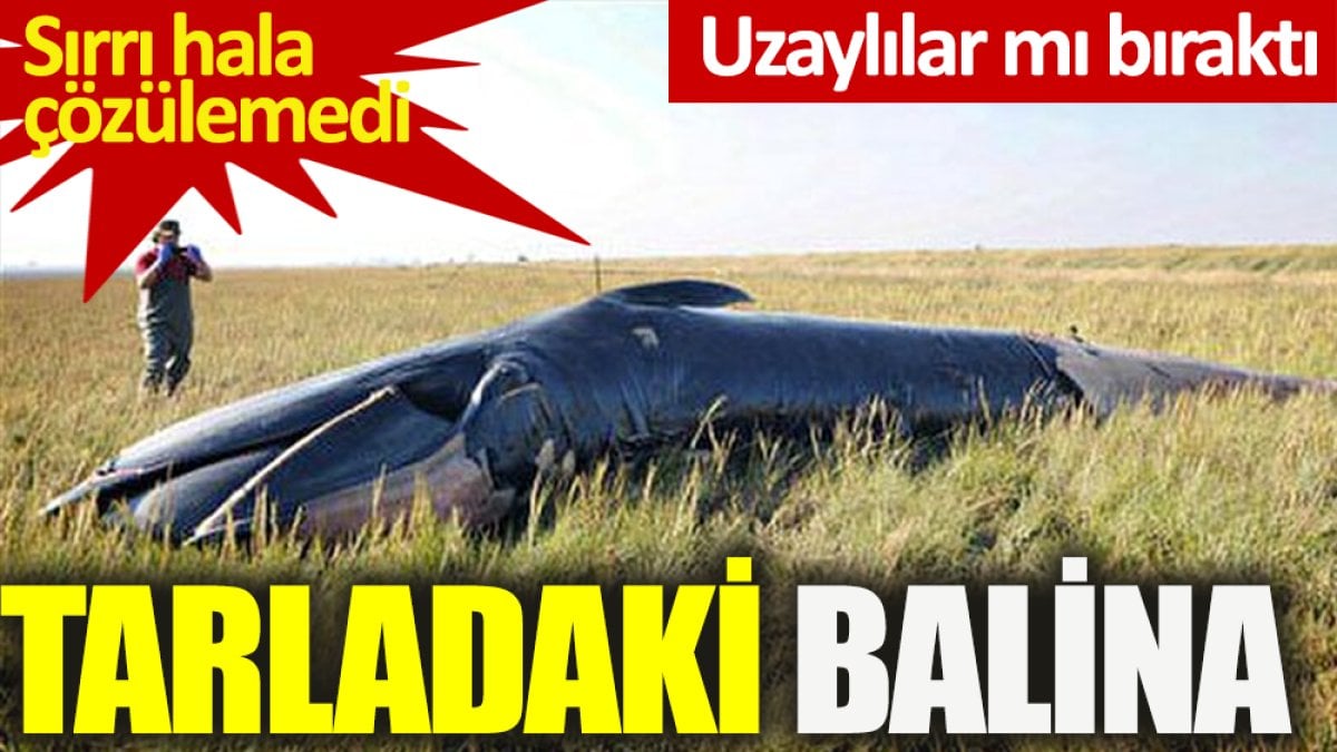 Tarladaki Balina oraya nasıl nereden geldi?