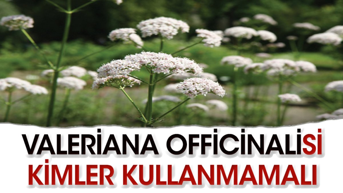 Valeriana officinalis’i kimler tüketmemeli