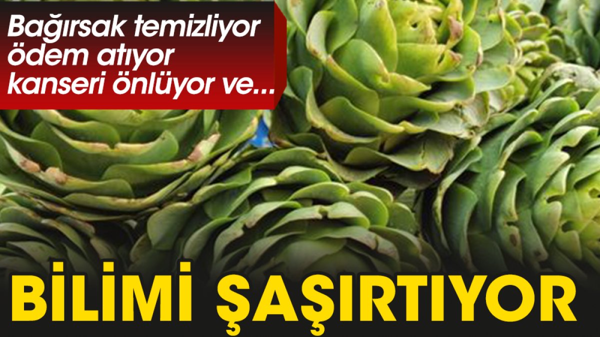 Bağırsak temizliyor ödem atıyor kanseri önlüyor ve bilimi şaşırtıyor