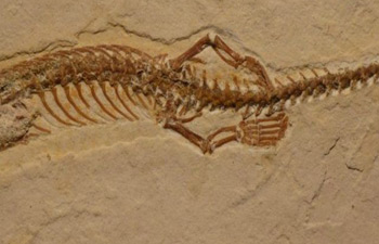 113 milyon yıllık dört bacaklı yılan fosili