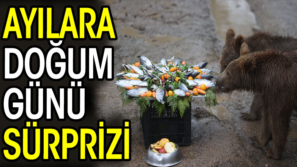 Bursa'da yavru ayıların doğum günü kutlandı