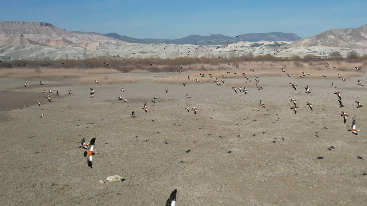 Ankara'nın Kuş Cenneti ziyaretçilerin gözlerini kamaştırıyor