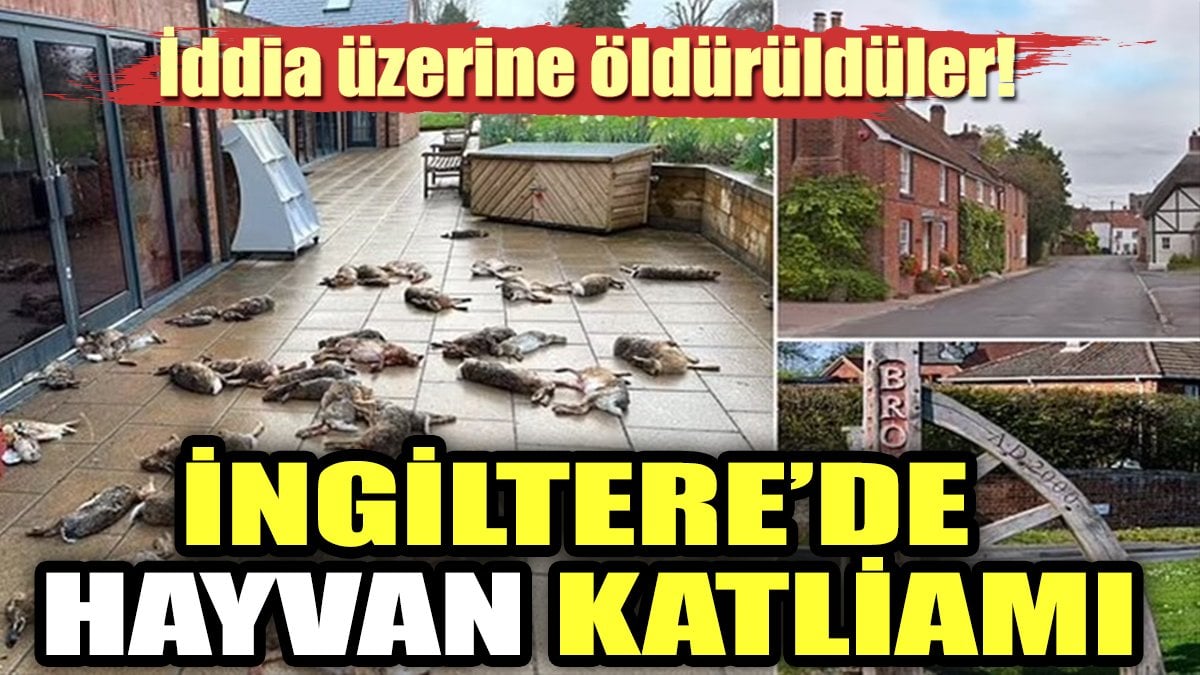 İngiltere'de hayvan katliamı!. İddia üzerine öldürüldüler