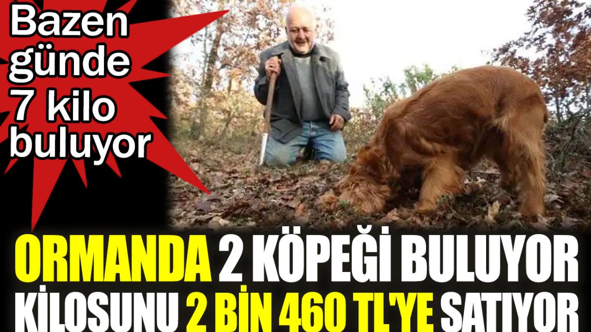 Ormanda iki köpeği buluyor kilosunu 2 bin 460 TL'ye satıyor. Günde 7 kilo da bulduğu oluyor