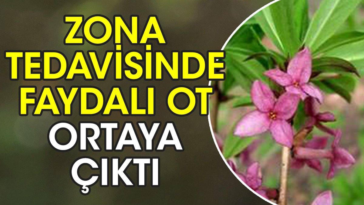 Zona tedavisinde faydalı ot ortaya çıktı