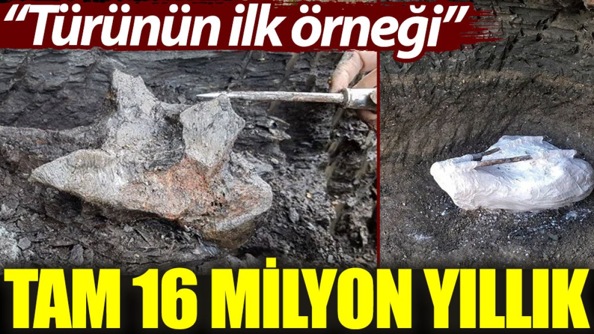 Tam 16 milyon yıllık: Türünün ilk örneği