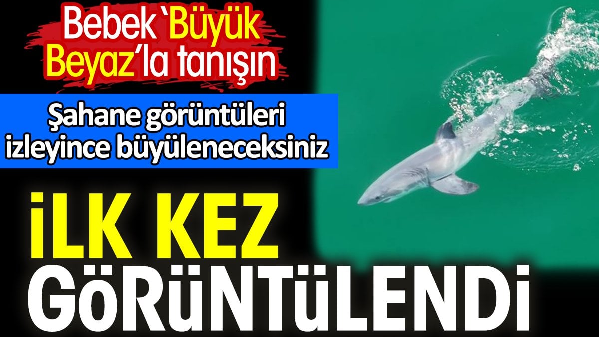 İlk kez görüntülendi. Bebek ‘Büyük Beyaz’la tanışın. Şahane görüntüleri izleyince büyüleneceksiniz