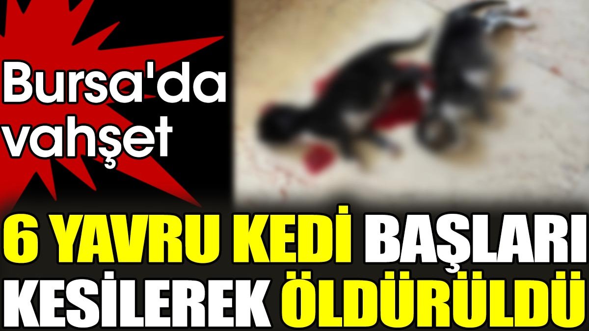 6 yavru kedi başları kesilerek öldürüldü. Bursa'da vahşet