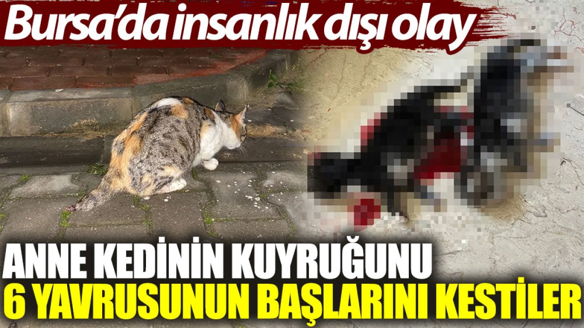 Anne kedinin kuyruğunu, 6 yavrusunun başlarını kestiler. Bursa'da insanlık dışı olay