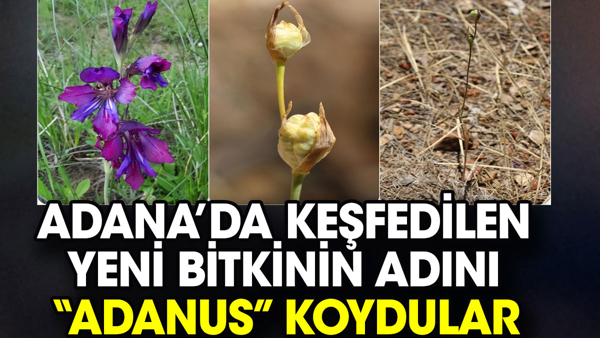 Adana’da keşfedilen yeni bitkinin adını 'Adanus' koydular
