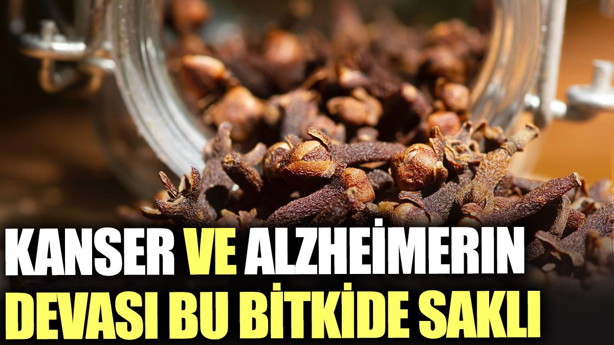 Kanser ve alzheimerın devası bu bitkide saklı