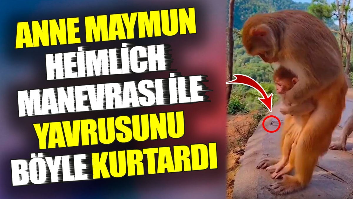 Anne maymun Heimlich manevrası ile yavrusunu böyle kurtardı