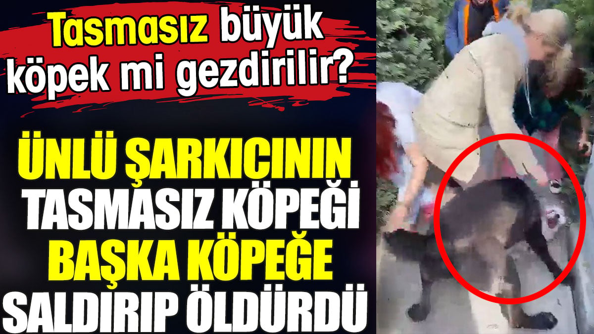 Ünlü şarkıcının tasmasız köpeği başka köpeğe saldırıp öldürdü. Tasmasız büyük köpek mi gezdirilir?