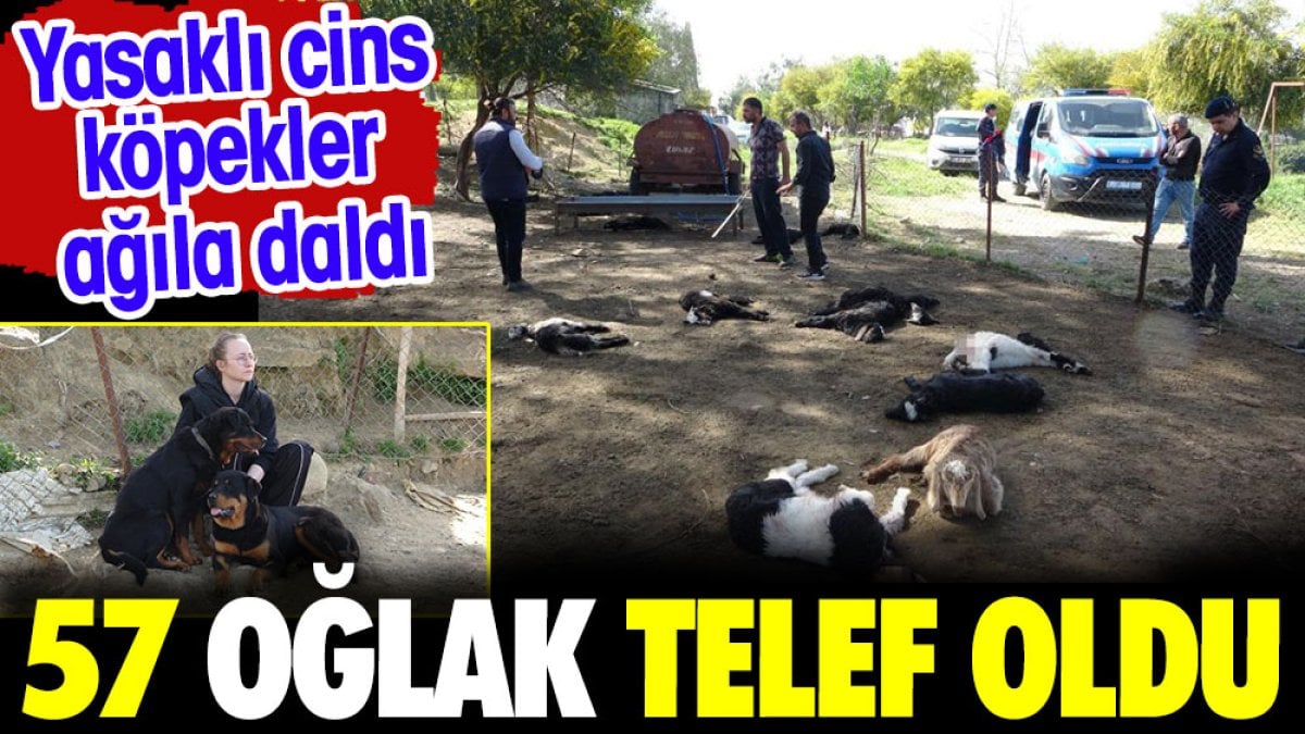 Yasaklı cins köpekler ağıla daldı. 57 oğlak telef oldu