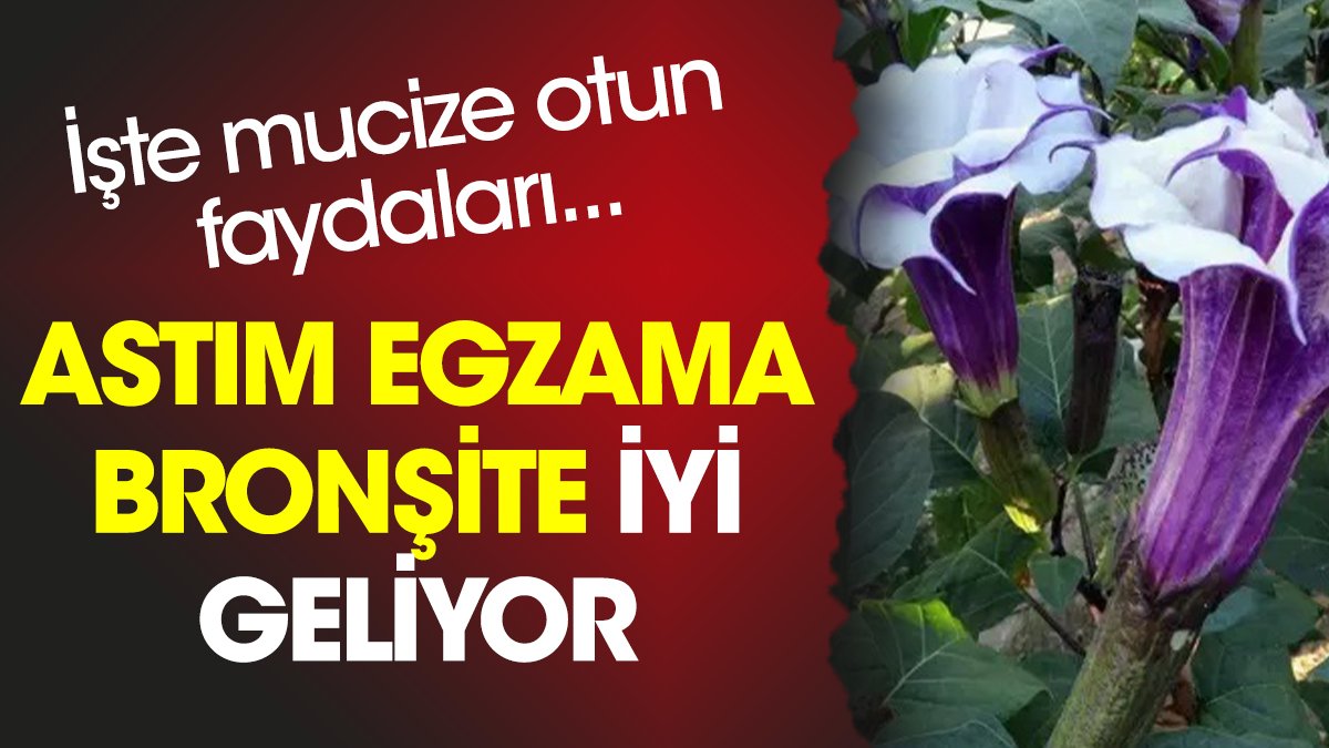 Astım egzama bronşite iyi geliyor. İşte mucize otun faydaları...