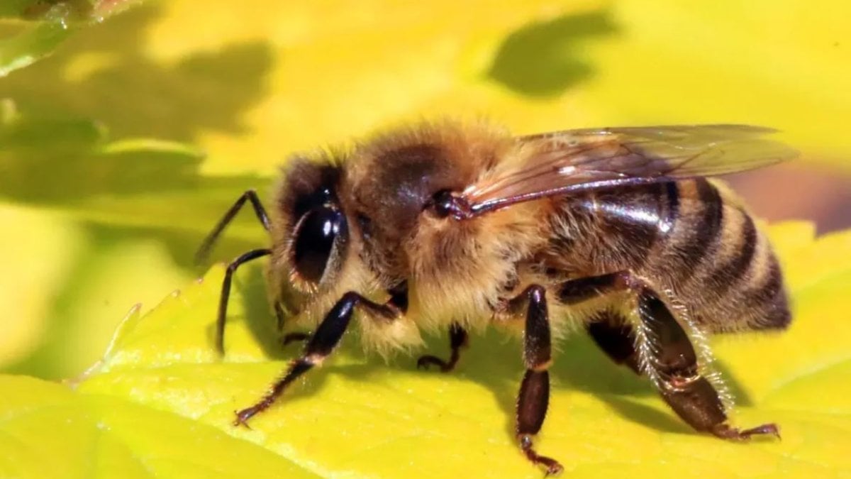 Arıları ne kadar tanıyorsunuz? Arılar hakkında ilginç bilgiler