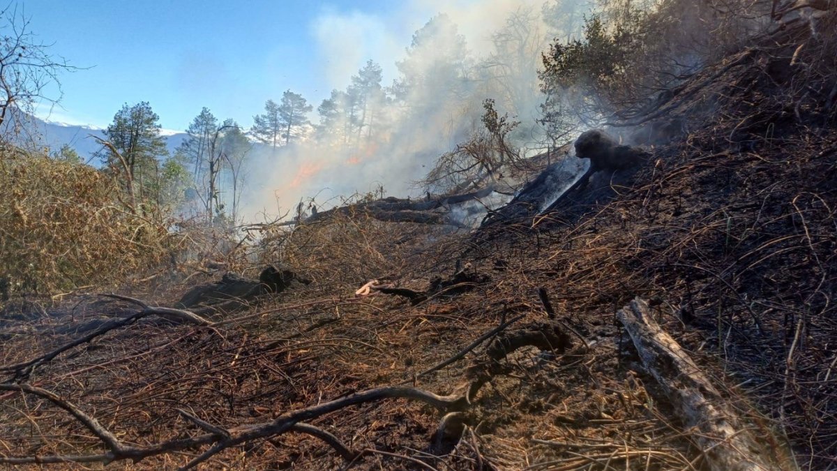 Artvin'de orman yangını kontrol altına alındı, 1 kişi gözaltında