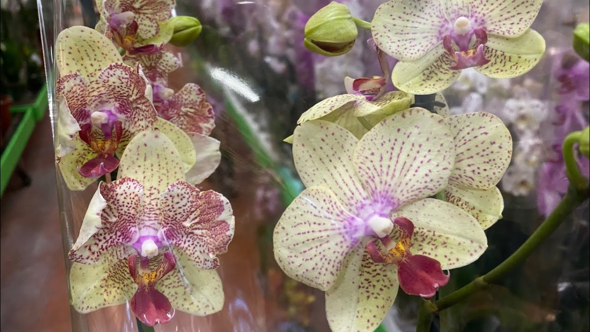 Evinizi bu çiçekçi sırrıyla güzelleştirin; Orkidenin çok daha iyi büyümesini sağlayan öneri