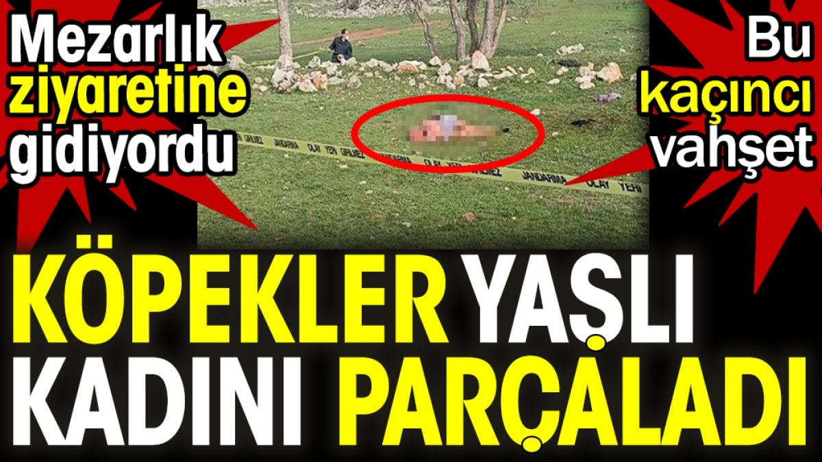 Köpekler yaşlı kadını parçaladı. Bu kaçıncı vahşet. Mezarlık ziyaretine gidiyordu