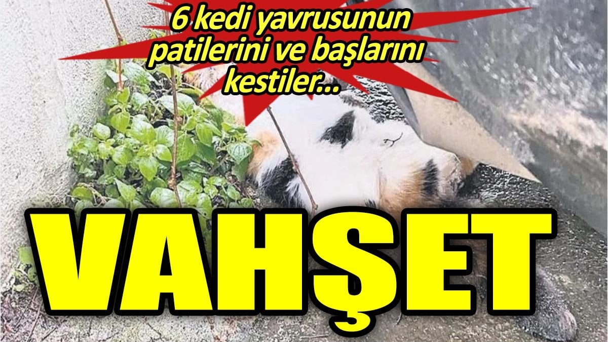 Vahşet. 6 kedi yavrusunun başlarını ve patilerin kestiler