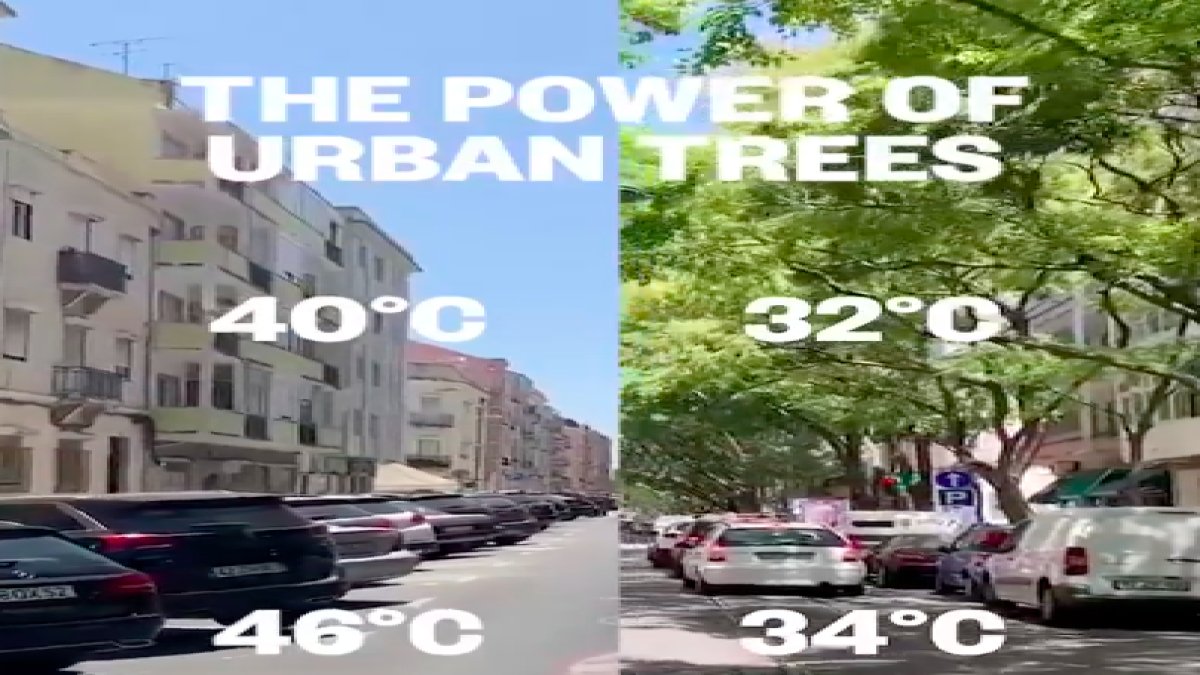 Şehirlere yeşil bir dokunuş: Kentsel alanlarda ağaçlandırmanın önemi