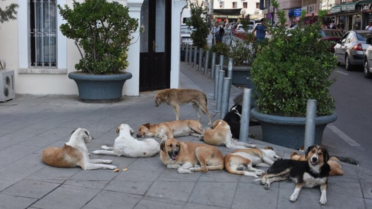 Sahipsiz köpeklerin saldırdığı kişi yaralandı