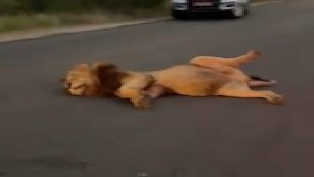 7  gün boyunca zürafa yediği bildirilen aslan kendinden geçti