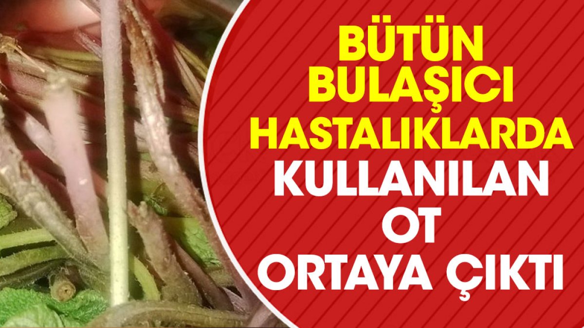 Bütün bulaşıcı hastalıklarda kullanılan ot ortaya çıktı