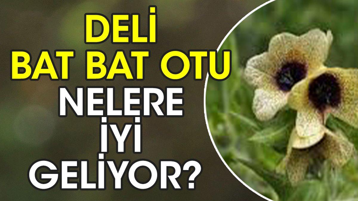 Deli bat bat otu nelere iyi geliyor? İşte mucizeleri...