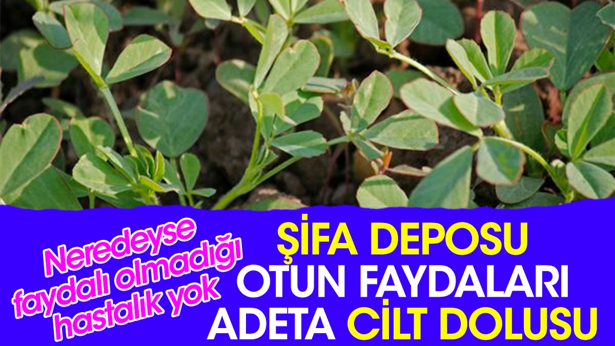 Şifa deposu otun faydaları adeta cilt dolusu. Neredeyse faydalı olmadığı hastalık yok