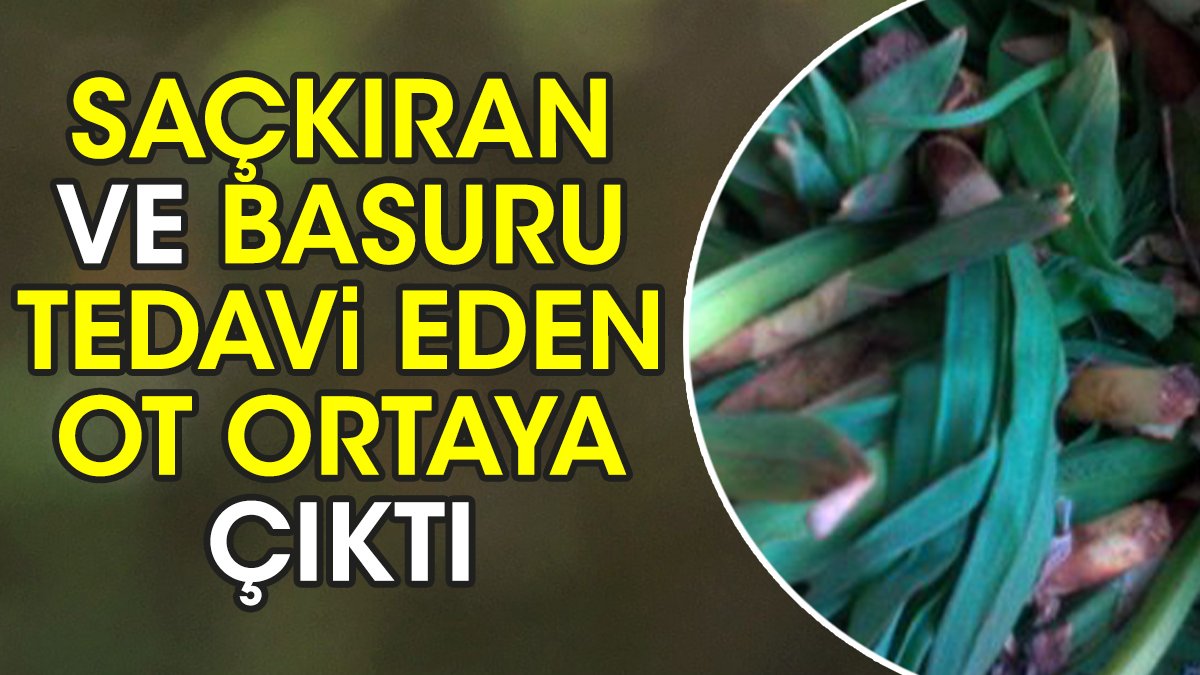 Saçkıran ve basuru tedavi eden ot ortaya çıktı