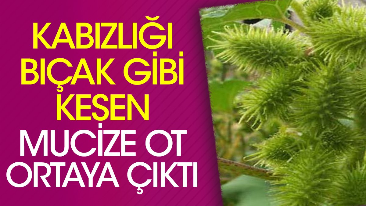 Kabızlığı bıçak gibi kesen mucize ot ortaya çıktı