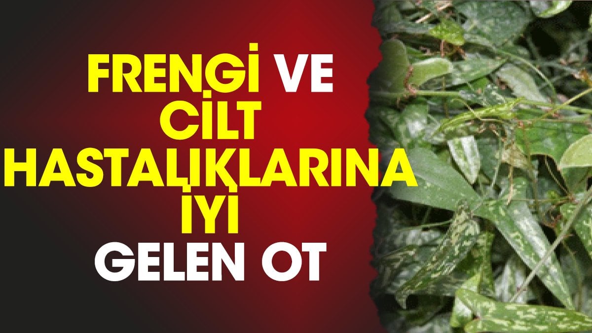 Frengi ve cilt hastalıklarına iyi gelen ot