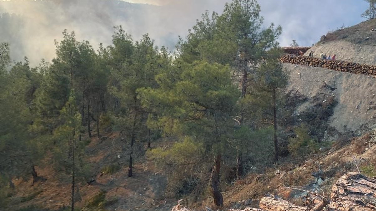 Sinop'ta ormanlık alanda yangın çıktı
