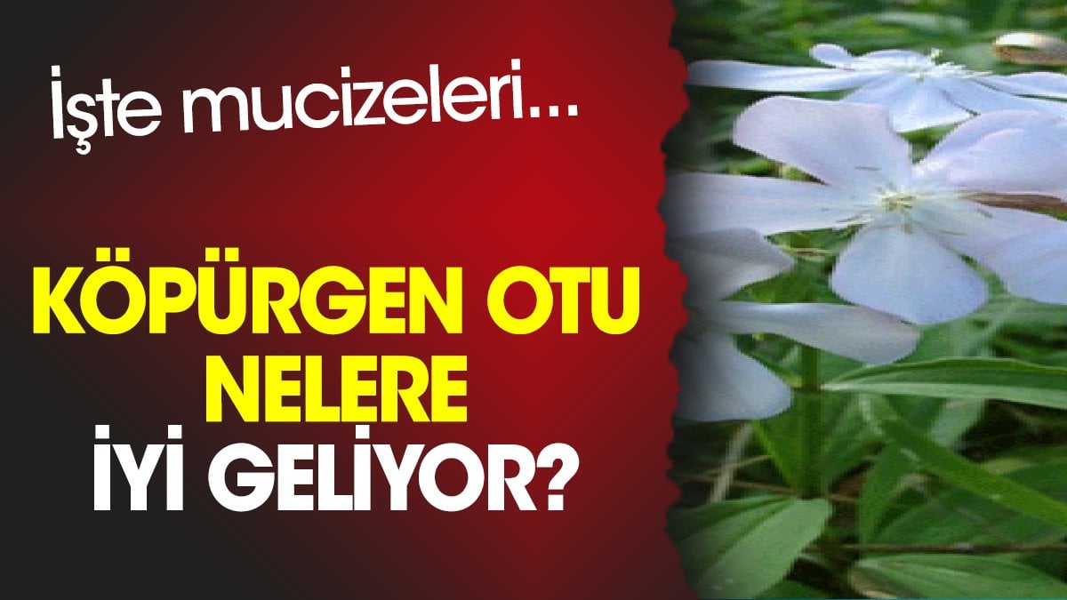 Köpürgen otu nelere iyi geliyor? İşte mucizeleri...