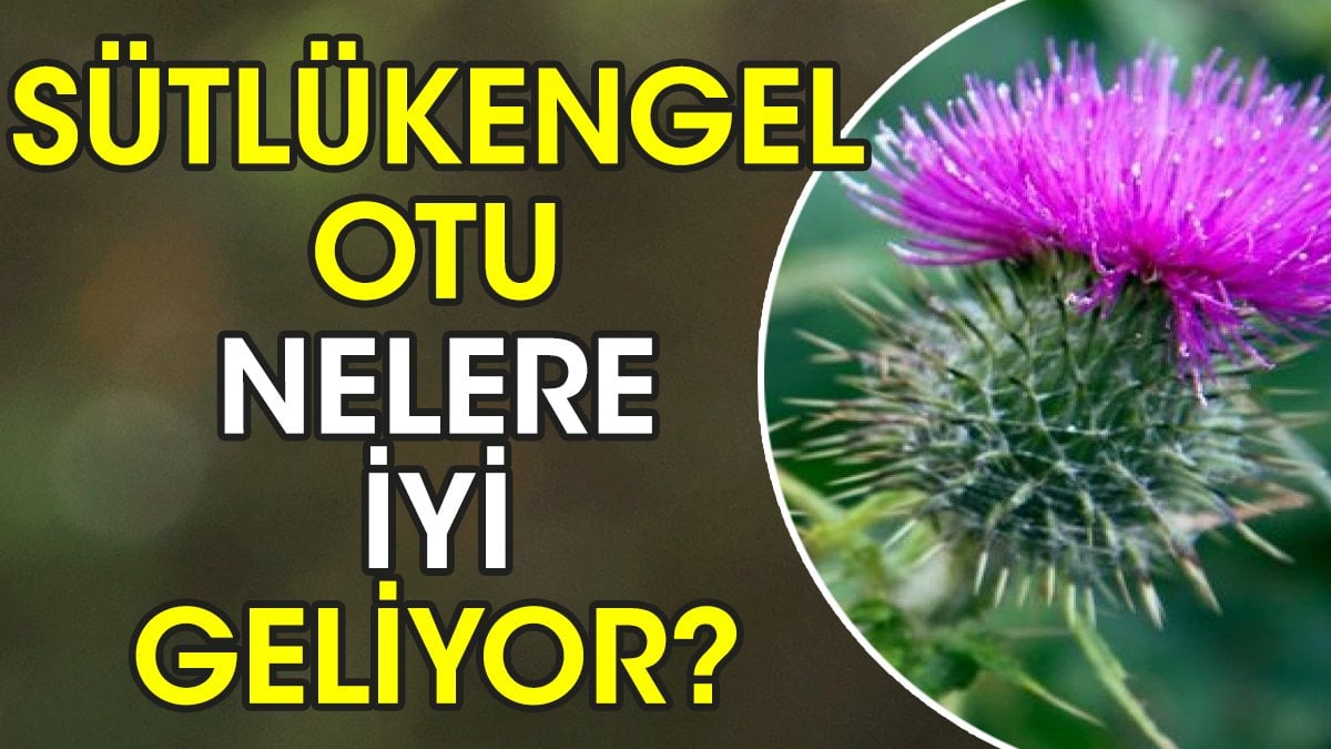 Sütlükengel otu nelere iyi geliyor?