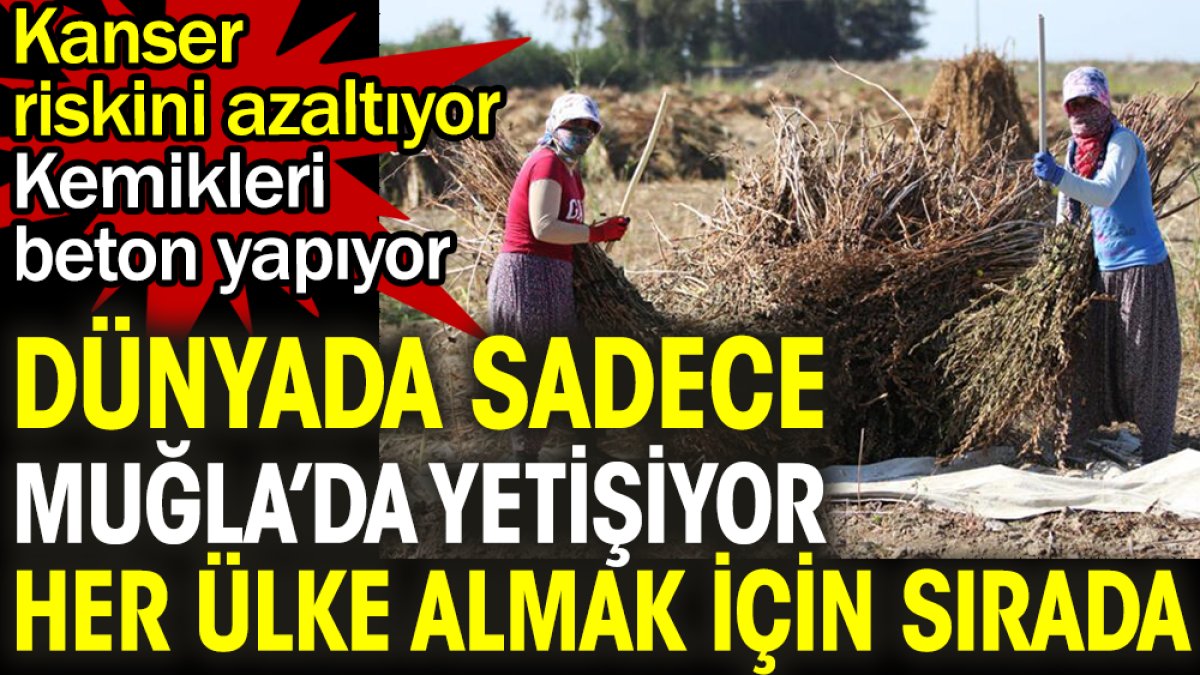 Dünyada sadece Muğla'da yetişiyor her ülke almak için sıraya giriyor. Kanser riskini azaltıyor kemikleri beton yapıyor