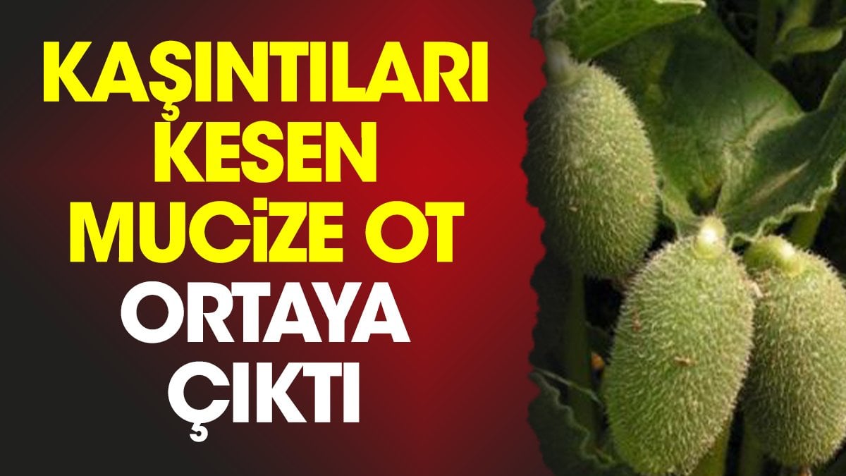 Kaşıntıları kesen mucize ot ortaya çıktı