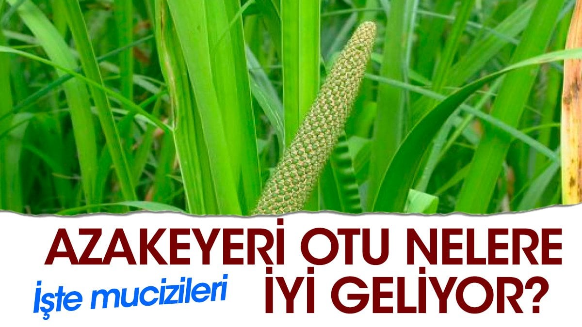 Azakeyeri otu nelere iyi geliyor? İşte mucizileri