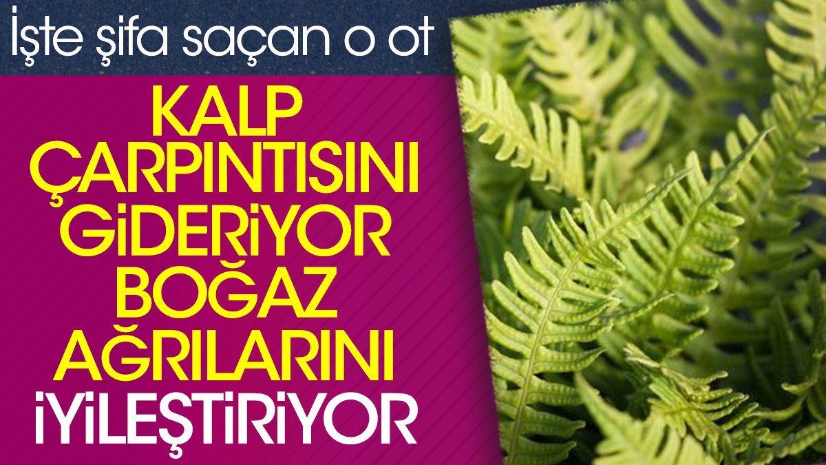 Kalp çarpıntısını gideriyor. Boğaz ağrılarını iyileştiriyor. İşte şifa saçan o ot